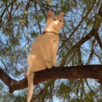 RJ Houser (@rjholthouser) 's Twitter Profile