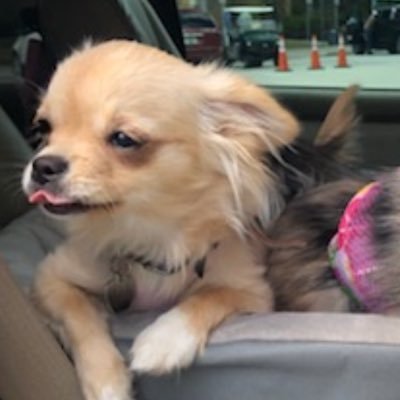 Chihuahua enthusiast
