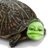 link_turtle