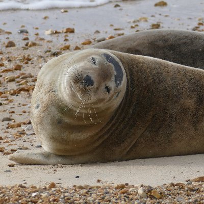 elizabeth_selby's profile picture. Director of Collections & Public Engagement @dorsetmuseum. Interested in ideas, nature, the arts and history. Volunteer for @MigraineTrust.