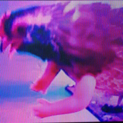 armychickenfarm's profile picture. Some chickens pop their arms out when they get angry.