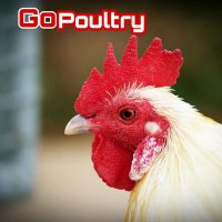 GOPOULTRY (@kumarsk73) 's Twitter Profile