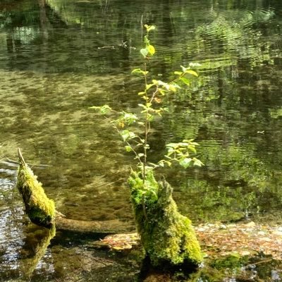 lily4c's profile picture. ライフスタイル