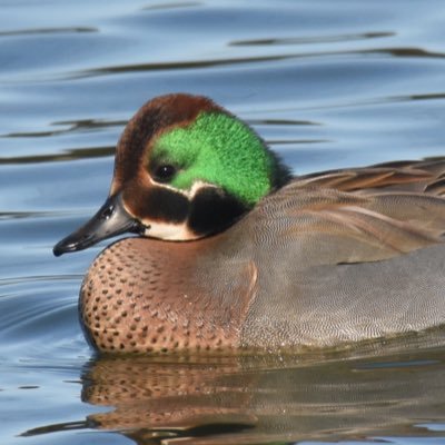 シギ・チドリ、カモ、海鳥、カモメ、アジサシ、サギ、その他水鳥。Shorebirds / Ducks / Gulls / Seabirds / Tern/ Heron,Egret,bittern/ 31yrs old/ 鳥は2002年〜、他に好きなのはUVERworld (2008年〜)