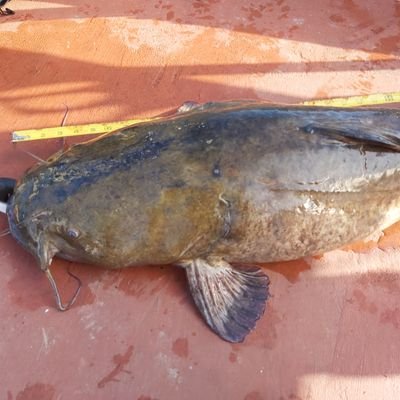 Trophy catfishing, fishing tips and how to, family fishing ideas, bait and tackle reviews, location reviews, product reviews, affordable fishing ideas, crappie