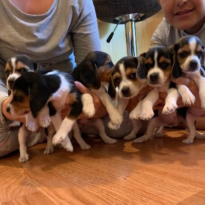 Pure bred Beagles ready for new home starting the first week of August. There are 4 girls and 1 boy. Please contact me if interested in any of these little guys