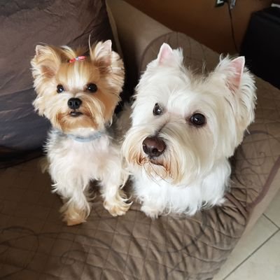 Hi 👋🏻 Welcome to our twitter, nice to meet you!  I'm Milou 😇 an adorable Westie & I'm Pippa 😈 an expert kisser Yorkie.  Members of #ZSHQ  #ZEOPS & #hamclub