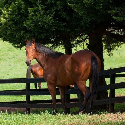 RickDanricLodge's profile picture. Danric Lodge is a unique purpose built breaking in, pre-training and spelling facility located at Sutton Forest.