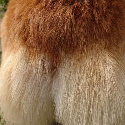 のどぐろ🐟【泡沫のメランコリー】さんのプロフィール画像