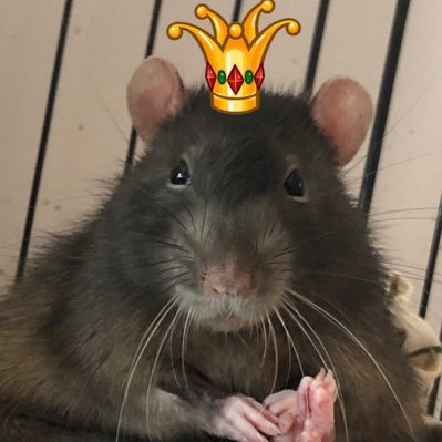 We’re 5 Rats, and we’re on a quest with our dads to find the perfect snacks!🐁🐀🐀🐀🐁🍟 🌈🌘🌖👑☀️✨📡🍫🍗🥒🥘🌈