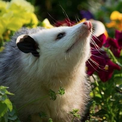 lilithpossum's profile picture. bad at coding | femme non binary | lesBIan | she/they/gay | 25

eleanor@mаstоdоn.оnIine