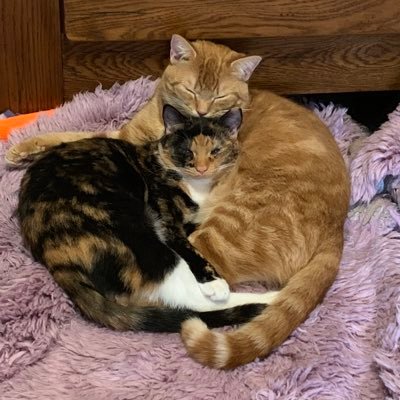 we are verey fun cats. 🥰 Ralphie is Ginger and Penny is calico 😎 Roommates of @inez_and_betty 🏳️‍🌈🏳️‍⚧️ally