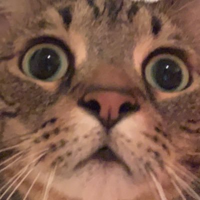 jsvalence's profile picture. i will send u cat pics