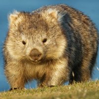 StickyWombat (@wombatsticky) 's Twitter Profile