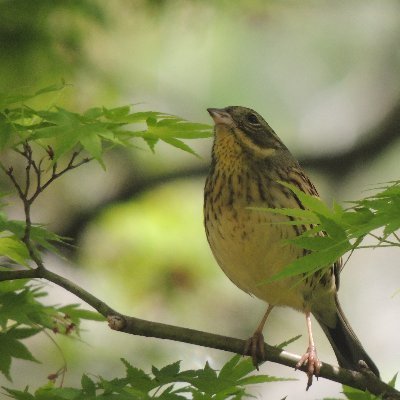 Walkerwithbirds On Twitter コジュケイ カビチョウ続 オオタカは一声だけ たぶん末っ子以外いない ホトトギスもこだわるほど長く鳴いていない キビタキ ヤブサメはかすかに声 さえずり だけ 混群には会えたので 今日は鳥見た気がした ウグイスメスが餌持っ