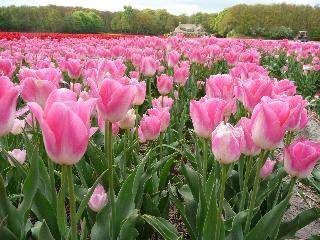 mallimara's profile picture. 