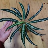 Ryo (@jeep55ryo) 's Twitter Profile Photo