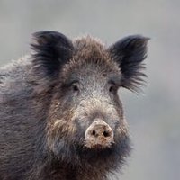 Bruton Boar(@BoarBruton) 's Twitter Profile Photo