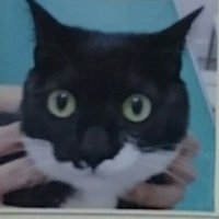 猫飼い🐾那珂湊棲み (@minatomiraicats) 's Twitter Profile