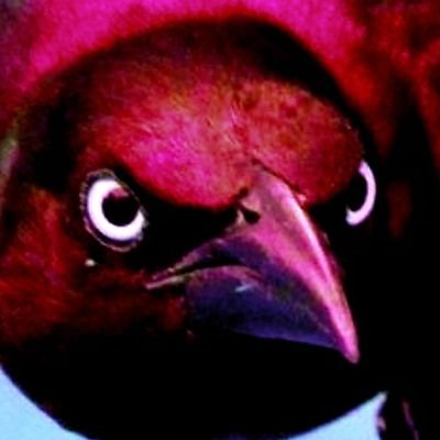 madcorvid's profile picture. 