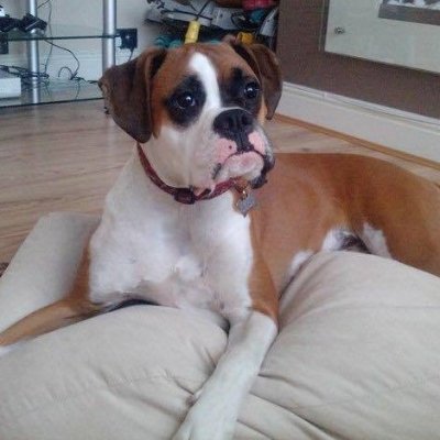 mrs_jeannie's profile picture. brexiteer, seriously patriotic,  dog lover, don't suffer fools or idiots. life should mean life! let's make this country great https://t.co/seV4oNXini DMs