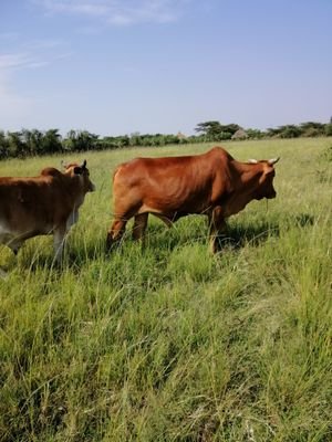 StephenKipron20's profile picture. 