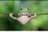 懸垂する蛙のアイコン