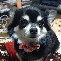 あかりん (@eririn_kai) Twitter profile photo