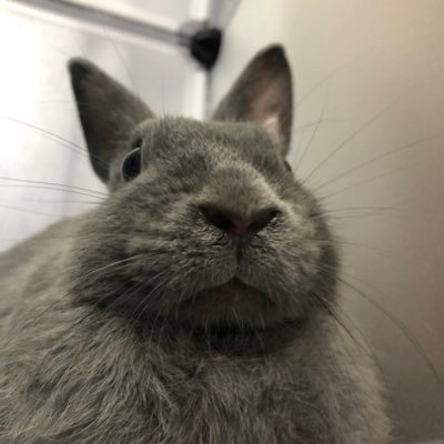 うさぎと犬を飼っています！🐰ネザーランド🐰ロップイヤー🐶シェルティ 画像や動画を投稿します！！是非うさぎ好きな方は見ていってください！(^ ^) フォロー大歓迎です🐰youtubeもやってます！