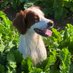 KLARNEIN GUNDOGS (@karenlo69463045) Twitter profile photo KLARNEIN GUNDOGS (@karenlo69463045) Twitter profile photo