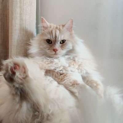 P1nkPawz's profile picture. Sysadmin, Computer Hardware lover, PC Gamer, Music listener, Foodie, Dreamer and Ailurophile.