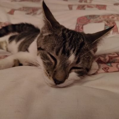 NiemyW's profile picture. New kitty companion to @sallyann_noe toe-biter, clothes horse scaler, trainee home security. Lives for naps. AN ACTUAL CAT who just happens to tweet!
