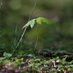 Traum auf dem Baum (@traumbaum161) Twitter profile photo Traum auf dem Baum (@traumbaum161) Twitter profile photo