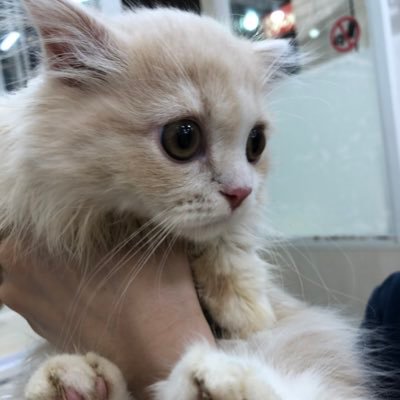 ミヌエットのLuke(ルーク)といいます🐈2020/4/11生まれ🌱 おうちに来たのは2020/7/24です🏠日々の成長と癒しを記録しています📔