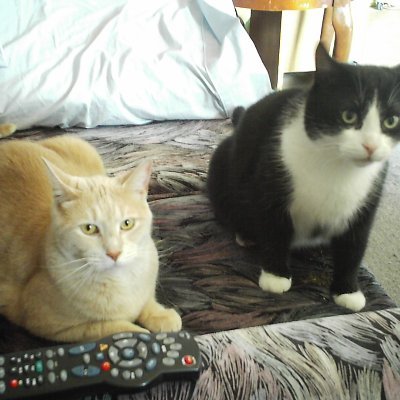 blue_mist__'s profile picture. 