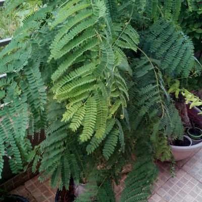 manusaxena's profile picture. 