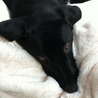 Leigh Anne Ferrell (@laferrell425) 's Twitter Profile