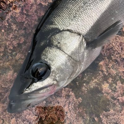 SAWSBITMOP09185's profile picture. 