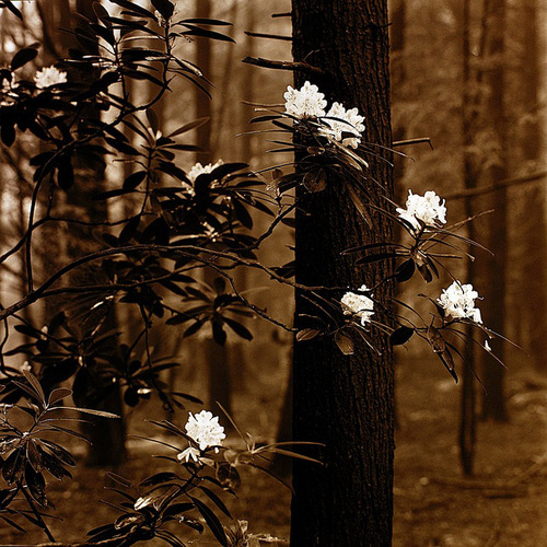 jandersonphoto's profile picture. Fine art photographer. Film cameras, darkrooms, all that old-fashioned stuff.