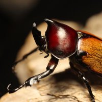 ReLEAF(リリーフ) (@releaf07) 's Twitter Profile Photo