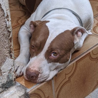 not today satan!
Perfil canino que mantém a humana informada - e permanentemente desacreditada - sobre a existência ❤️🐶🐱