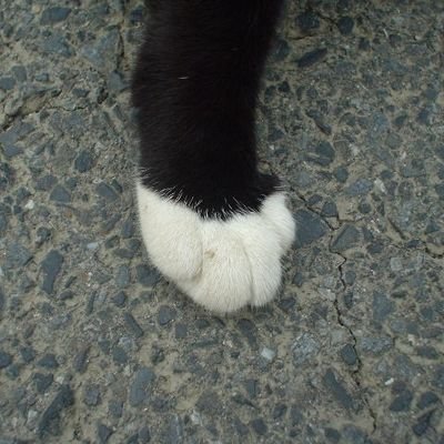 田中 忍者 今日はエイミ ハリソンさんの誕生日です エイミ誕 赤い光弾ジリオン 田中 忍者 今日はエイミ ハリソンさんの誕生日です エイミ誕 赤い光弾ジリオン
