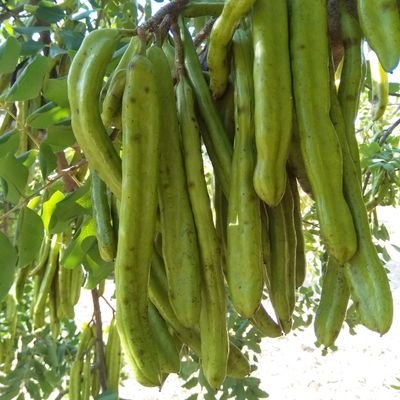 De secà, secà. Camp de Tarragona, zona prelitoral de turons. Garrofes, olives i herbes vàries.🏴