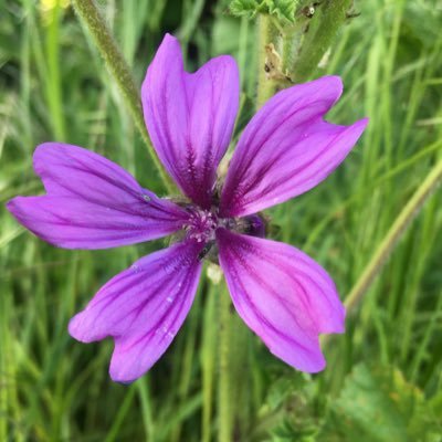 badgersbear's profile picture. The official twitter account mariapple1 An occasional moan about life in general. Loves music songwriting & visual art