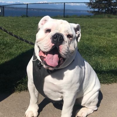 some baking, some thoughts, but mostly Norman, my English Bulldog (b. 11/24/17)