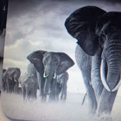 We have rescued orphaned baby elephants in Africa whose families were murdered by humans 💔
Details of wildlife charities on our music website.