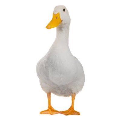 Dr_Quackenbusch Profile Picture