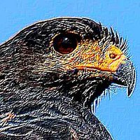 BlackHawk 🦧🐒🦍🐧🦇🦥 #RollTide 🐘 (@black_hawk_5) 's Twitter Profile Photo