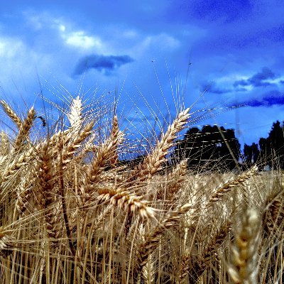 tvbrower's profile picture. 