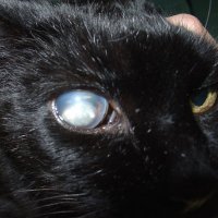 A pretty obnoxious Cat (@cinderandahalf) 's Twitter Profile